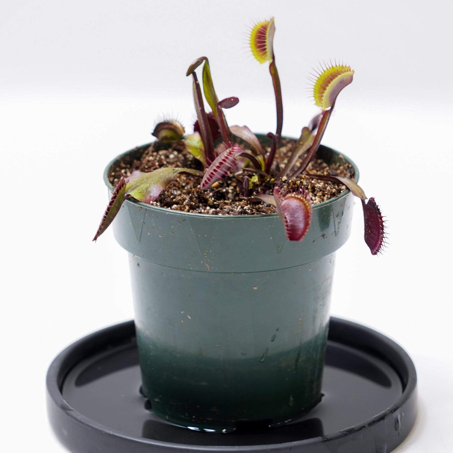 Urban Sprouts Plant Carnivorous 'Venus Flytrap - Akai Ryu'