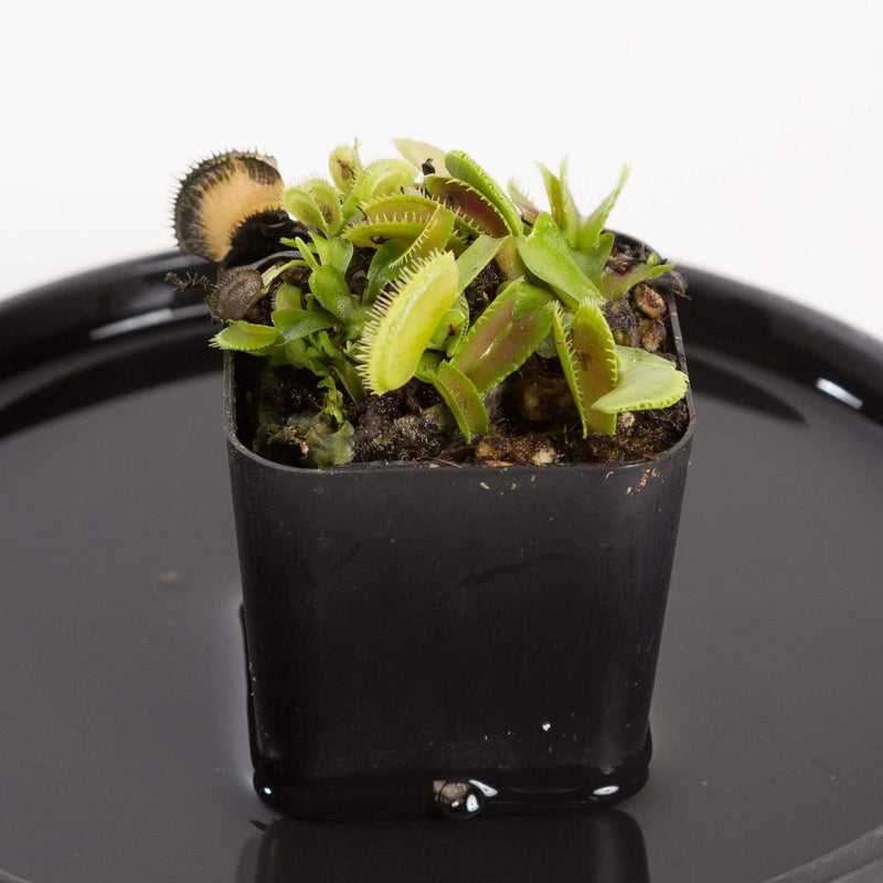 Urban Sprouts Plant Carnivorous 'Venus Flytrap - Dente'