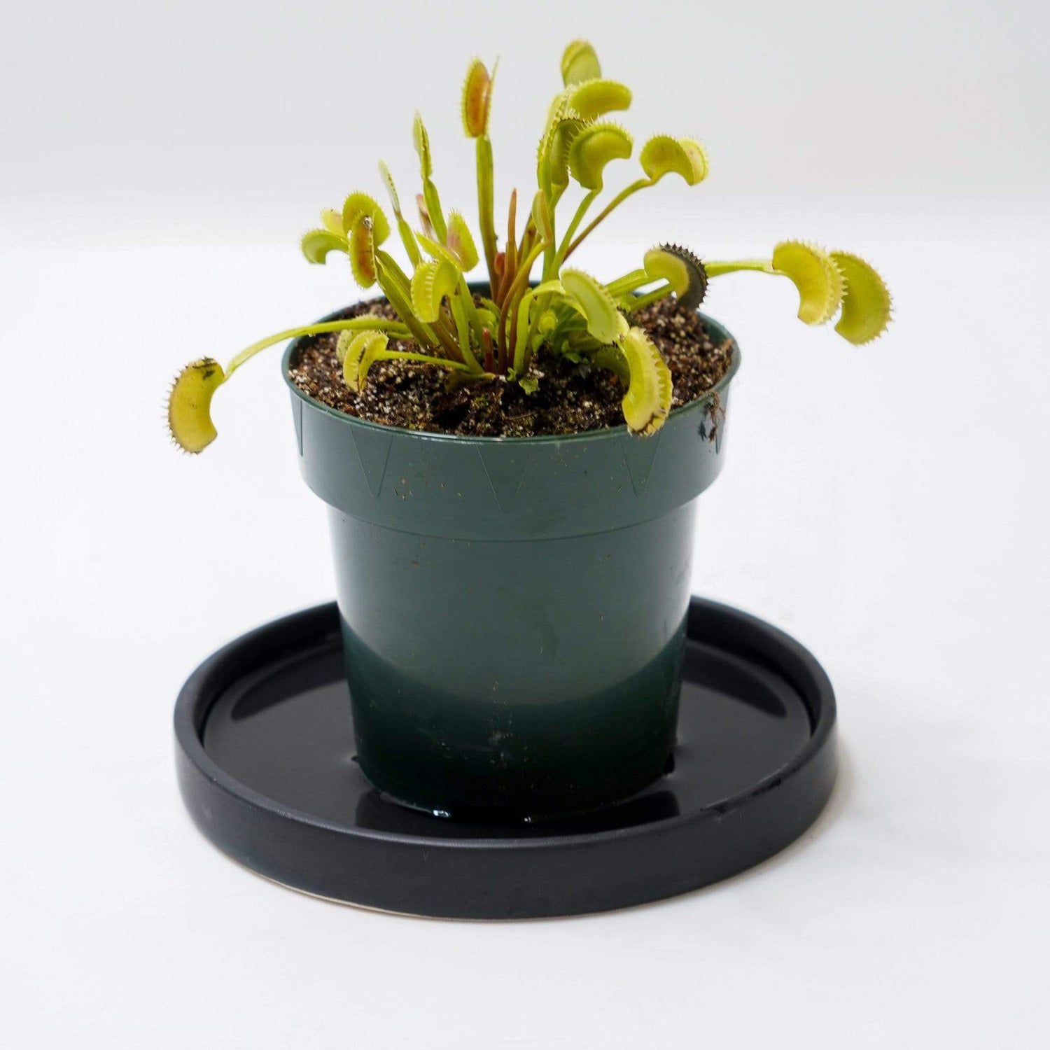 Urban Sprouts Plant Carnivorous 'Venus Flytrap - Dente'
