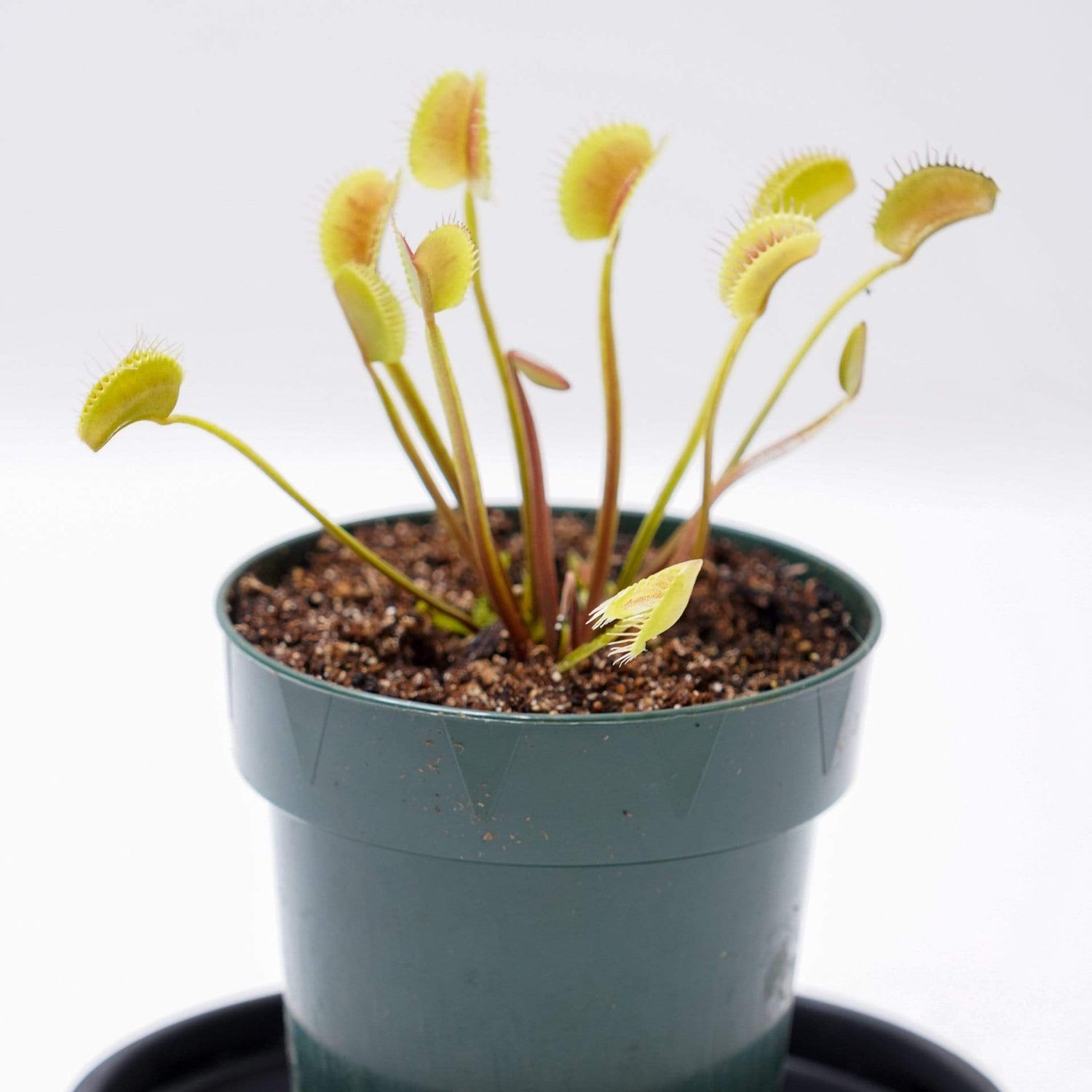 Urban Sprouts Plant Carnivorous 'Venus Flytrap - King Henry'