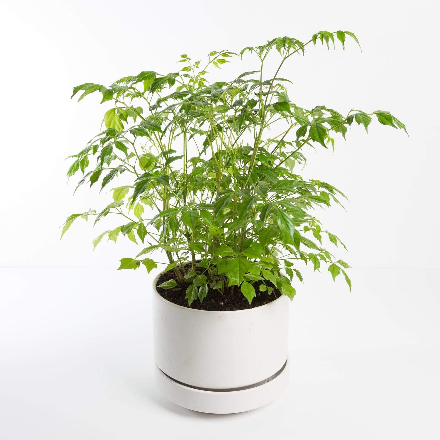 Urban Sprouts Plant China Doll