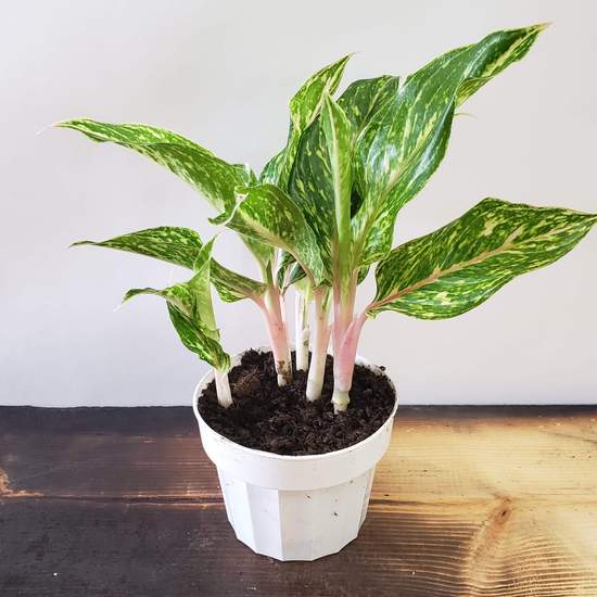Chinese Evergreen 'Butterfly' - Urban Sprouts