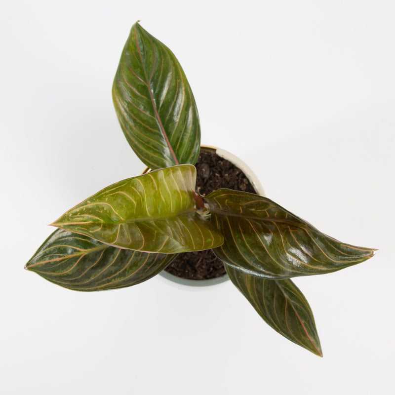 Urban Sprouts Plant Chinese Evergreen 'Chocolate'