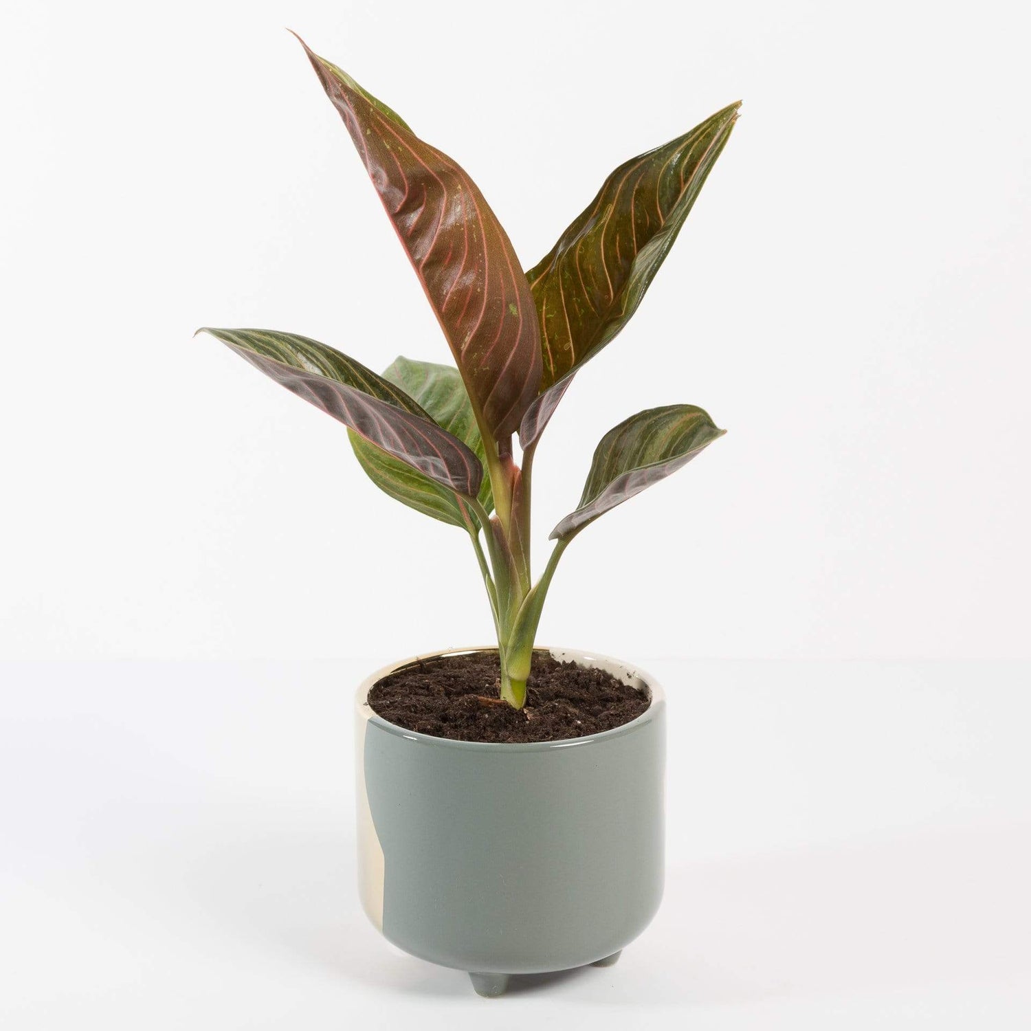 Urban Sprouts Plant Chinese Evergreen 'Chocolate'