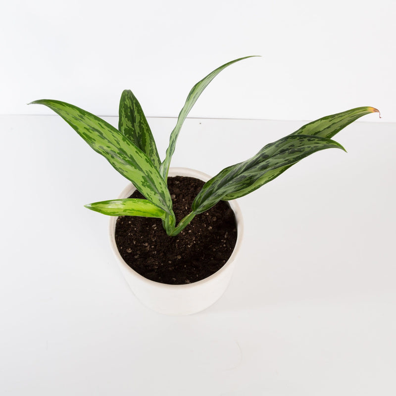 Urban Sprouts Plant Chinese Evergreen 'Cutlass'