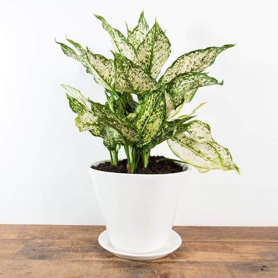 Chinese Evergreen 'First Diamond' - Urban Sprouts
