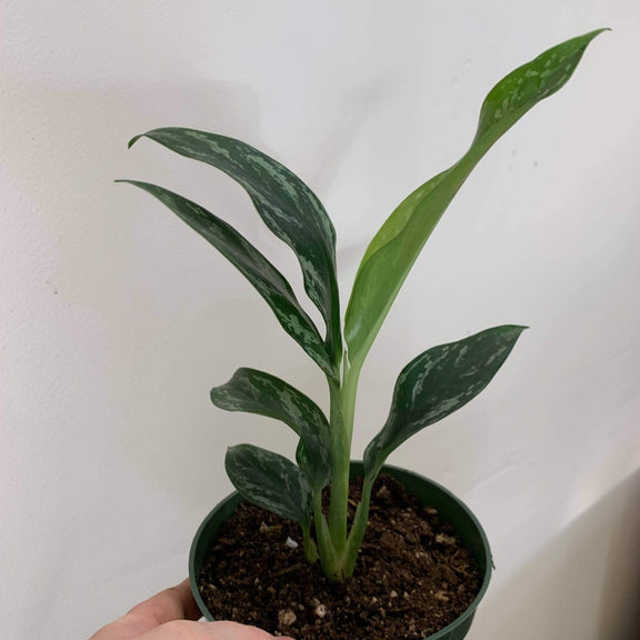 Urban Sprouts Plant Chinese Evergreen 'Jade'