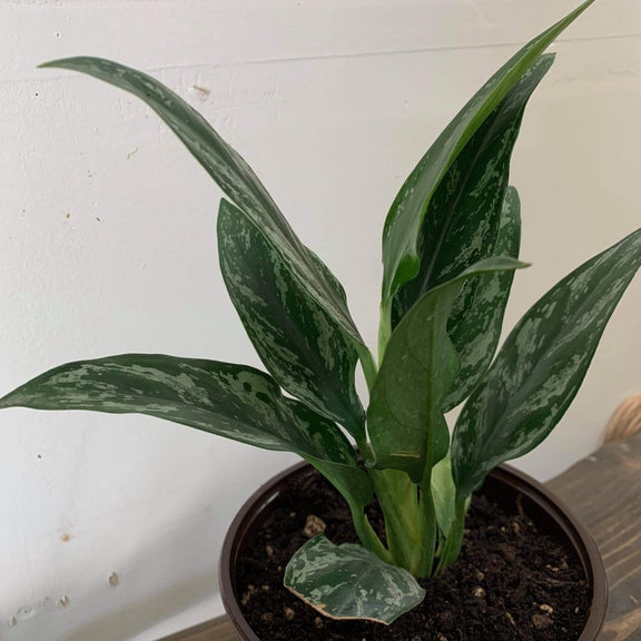 Urban Sprouts Plant Chinese Evergreen 'Jade'
