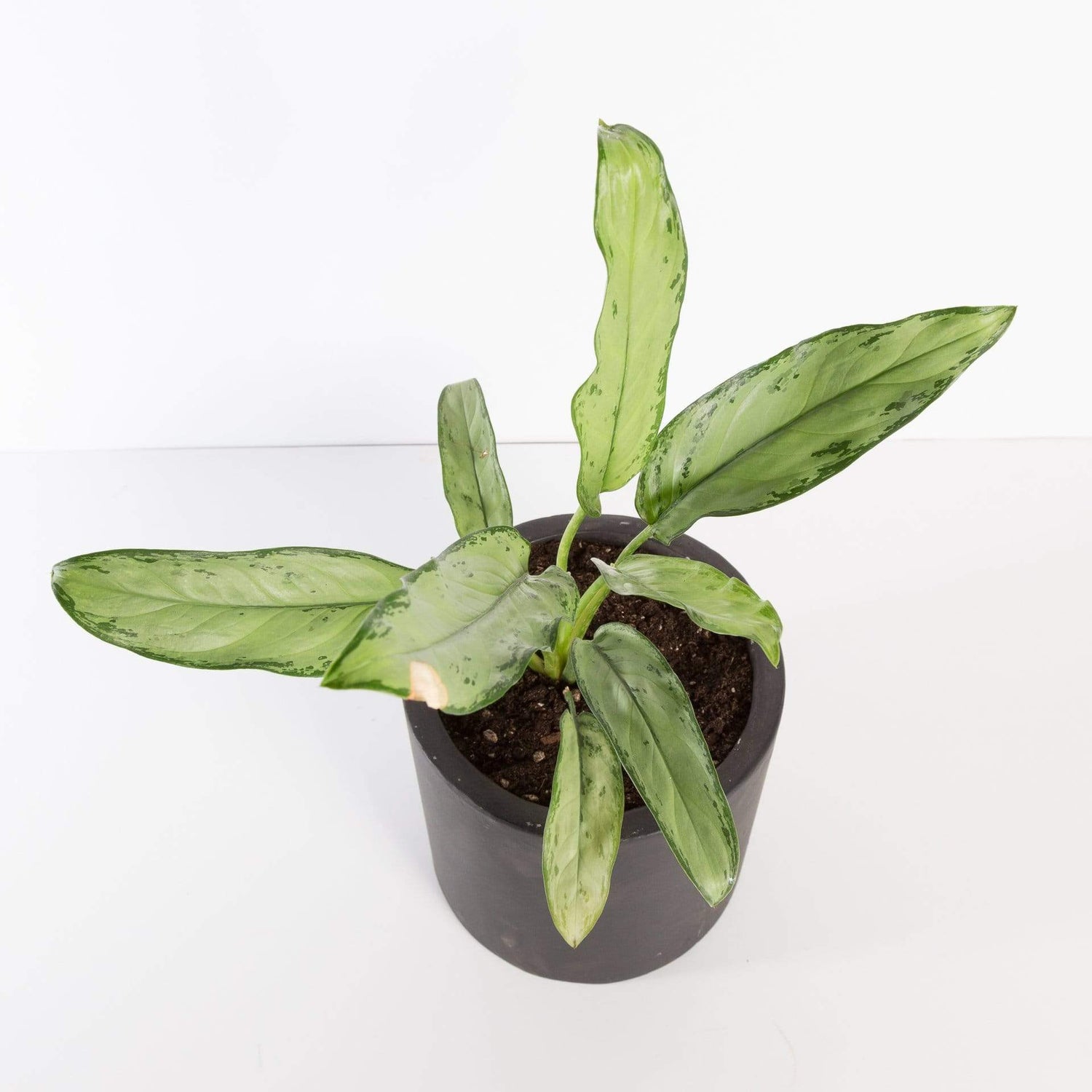 Urban Sprouts Plant Chinese Evergreen 'Jewel of India'