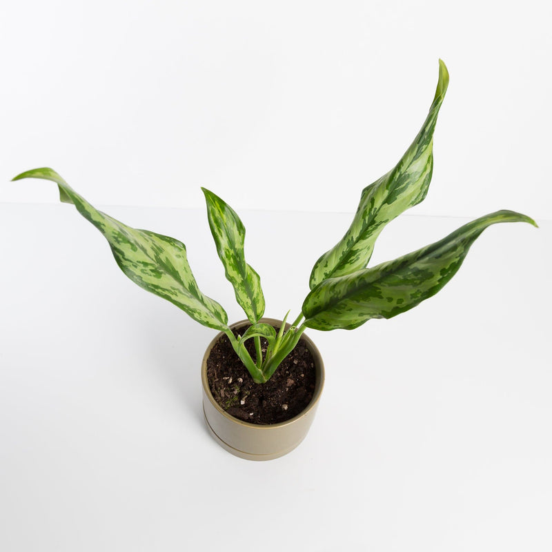 Urban Sprouts Plant Chinese Evergreen 'Juliette'