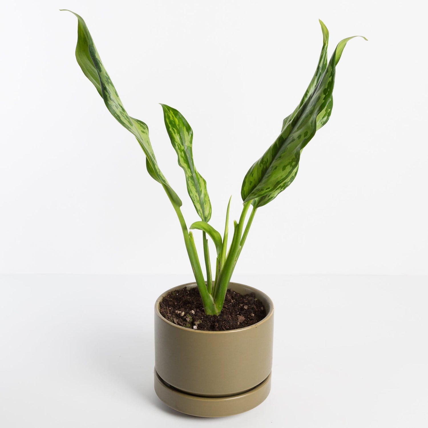 Urban Sprouts Plant Chinese Evergreen 'Juliette'