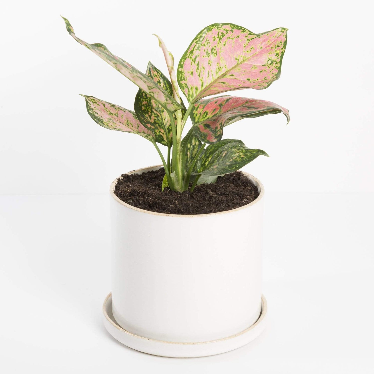 Urban Sprouts Plant Chinese Evergreen 'Lady Valentine'