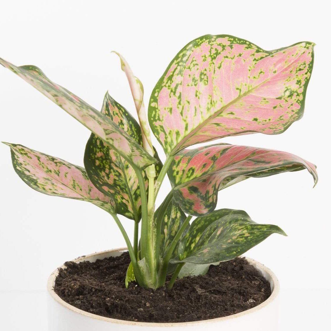 Urban Sprouts Plant Chinese Evergreen 'Lady Valentine'