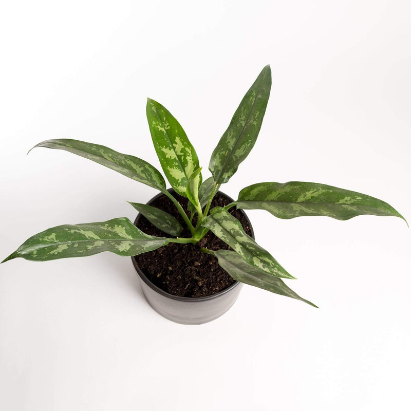 Urban Sprouts Plant Chinese Evergreen 'Maria'