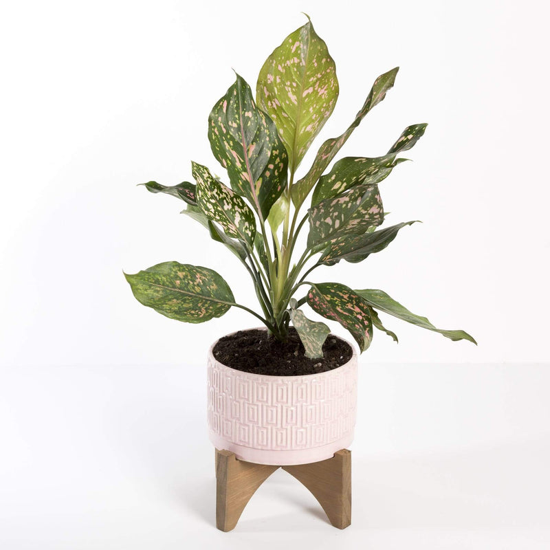 Chinese Evergreen 'Pink Dalmatian' - Urban Sprouts