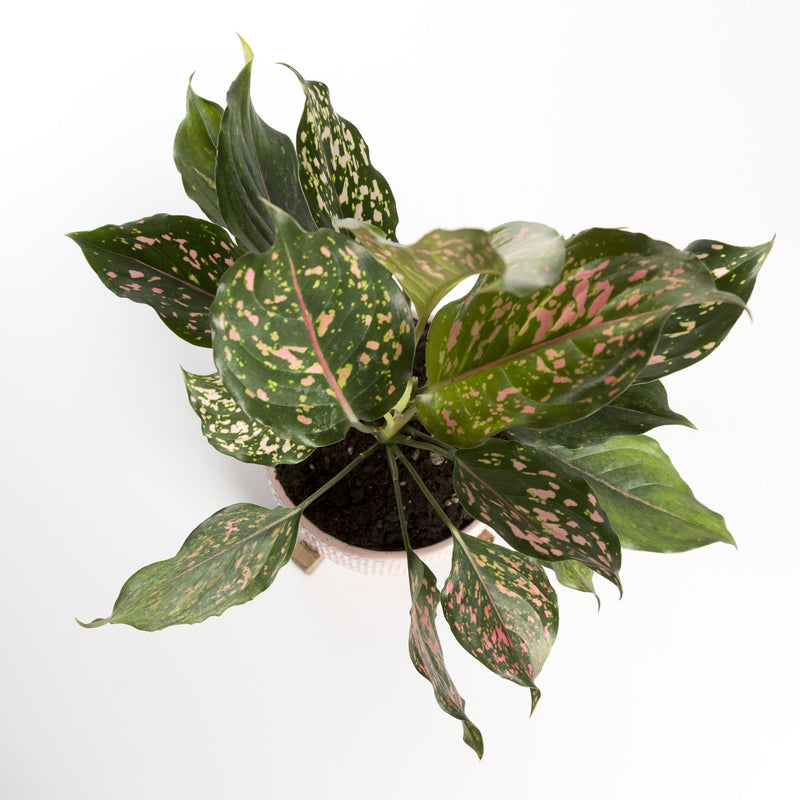 Chinese Evergreen 'Pink Dalmatian' - Urban Sprouts