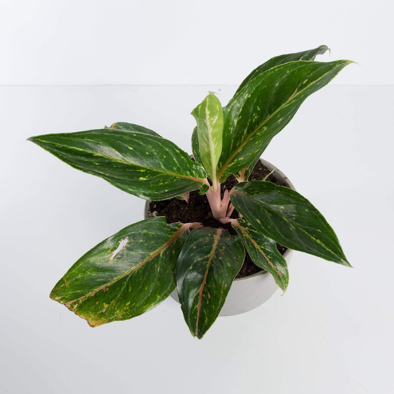 Urban Sprouts Plant Chinese Evergreen 'Pink Flamingo'