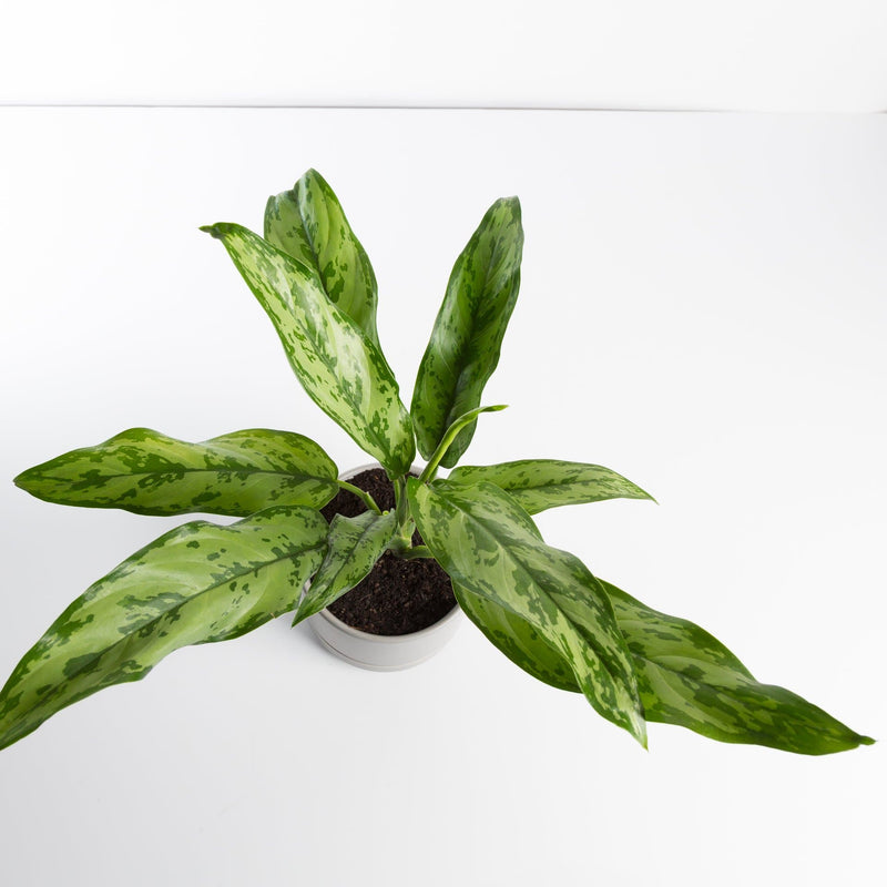 Urban Sprouts Plant Chinese Evergreen 'Romeo'