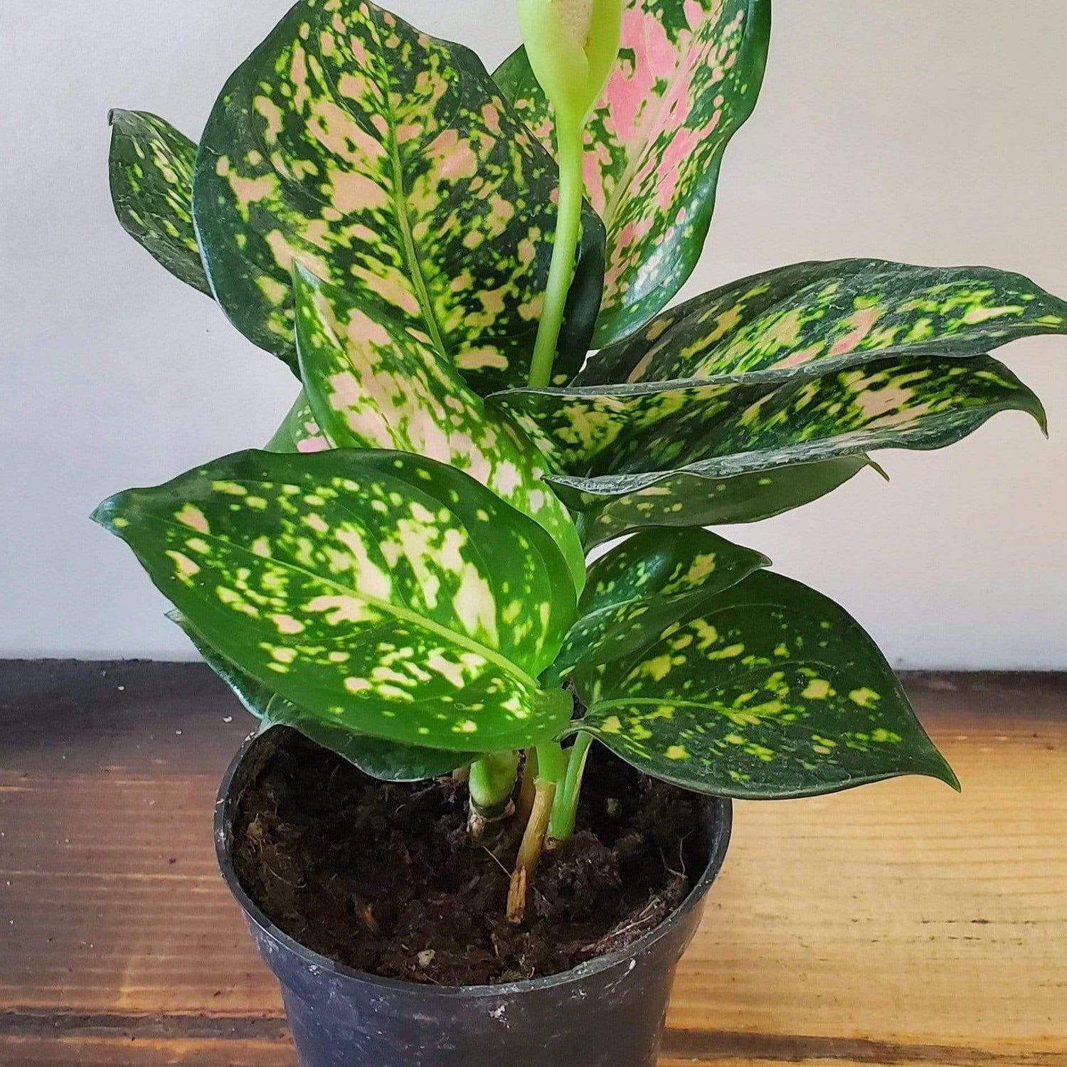 Urban Sprouts Plant Chinese Evergreen 'Ruby Ray'