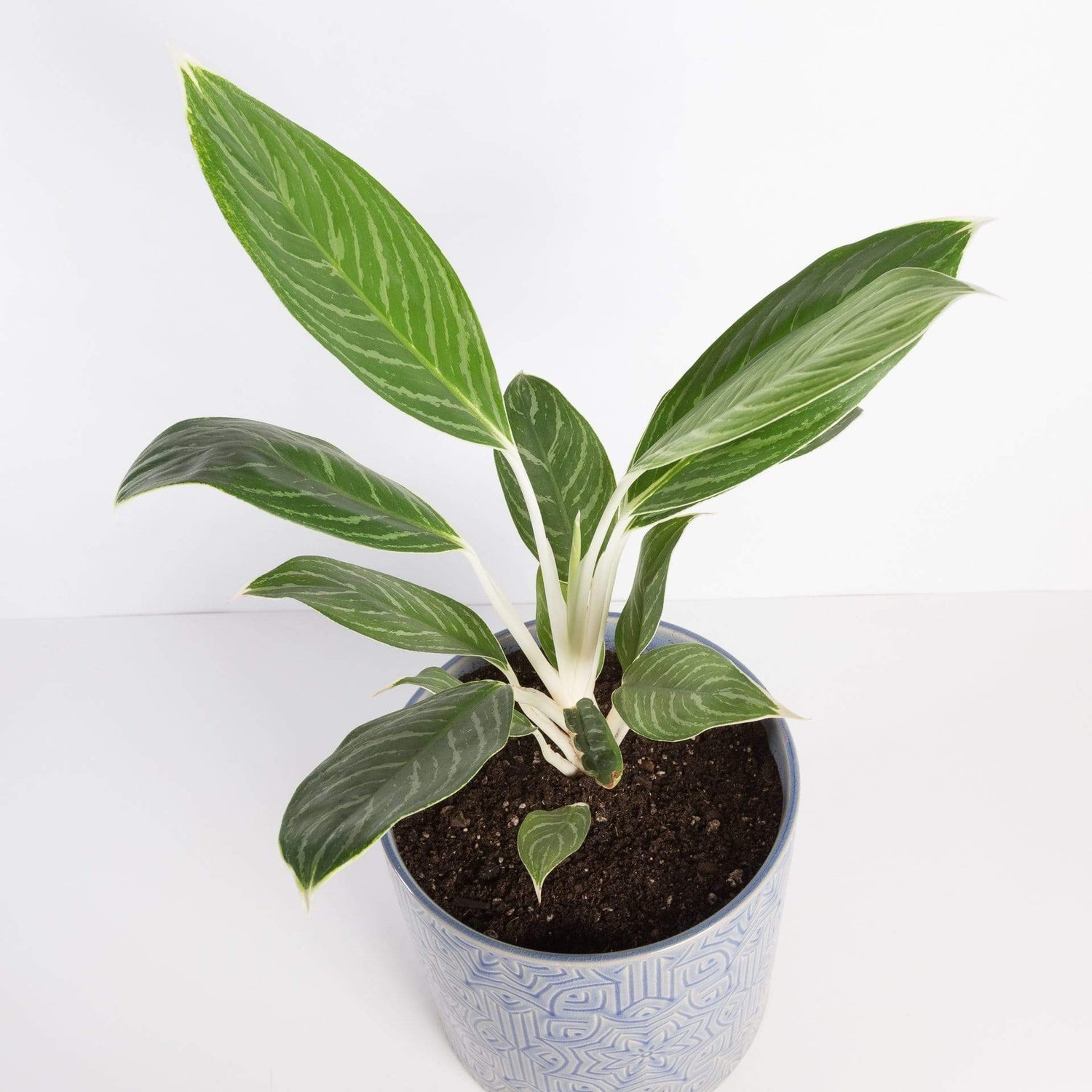 Urban Sprouts Plant Chinese Evergreen 'Snow White'