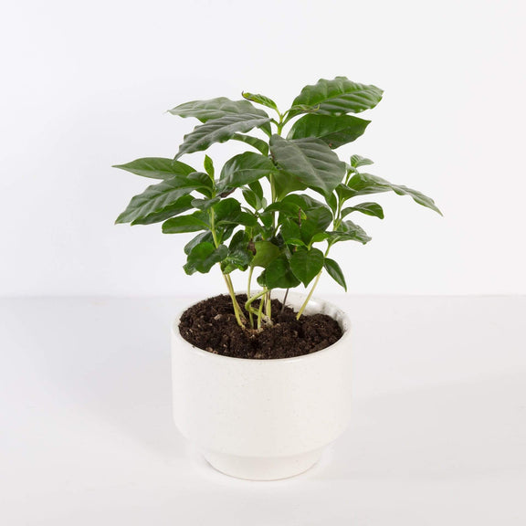 Urban Sprouts Plant Coffee 'Arabica'
