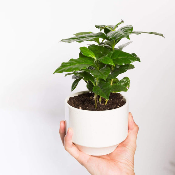 Urban Sprouts Plant Coffee 'Arabica'