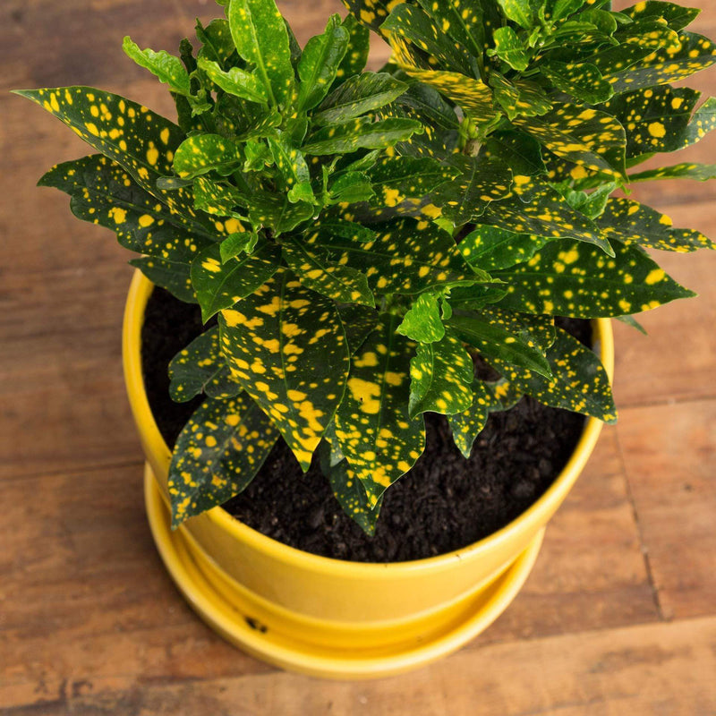 Urban Sprouts Plant Croton 'Gold Dust'