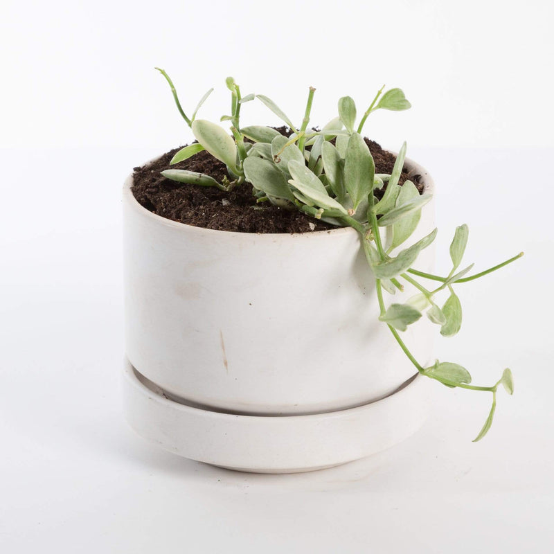 Urban Sprouts Plant Dischidia 'Oiantha'