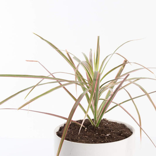 Urban Sprouts Plant Dragon Tree 'Bicolor'