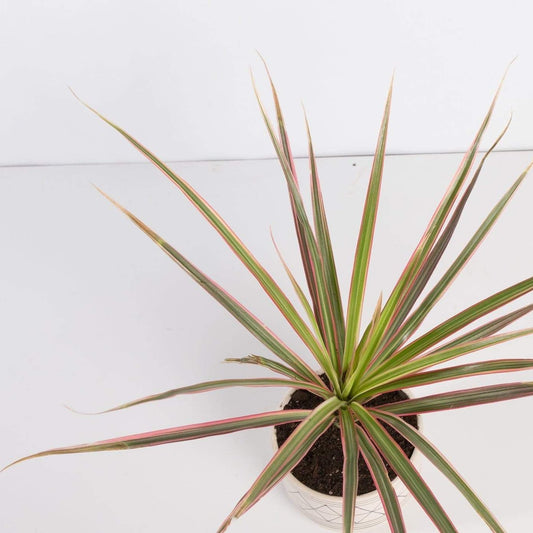 Urban Sprouts Plant Dragon Tree 'Colorama'