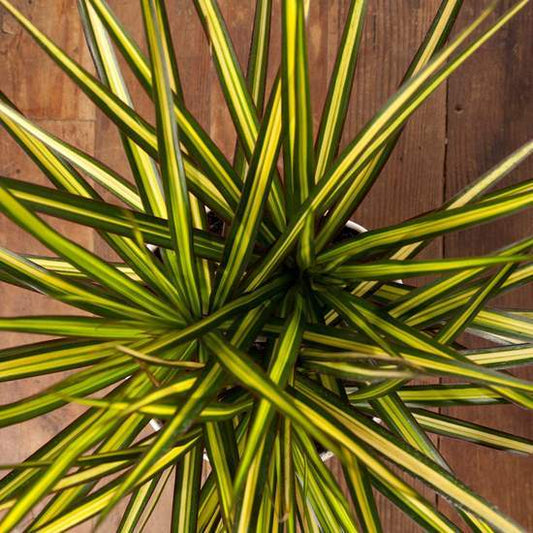 Dragon Tree 'Kiwi' - Urban Sprouts