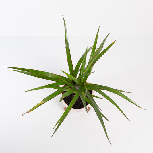 Urban Sprouts Plant Dragon Tree 'Magenta'