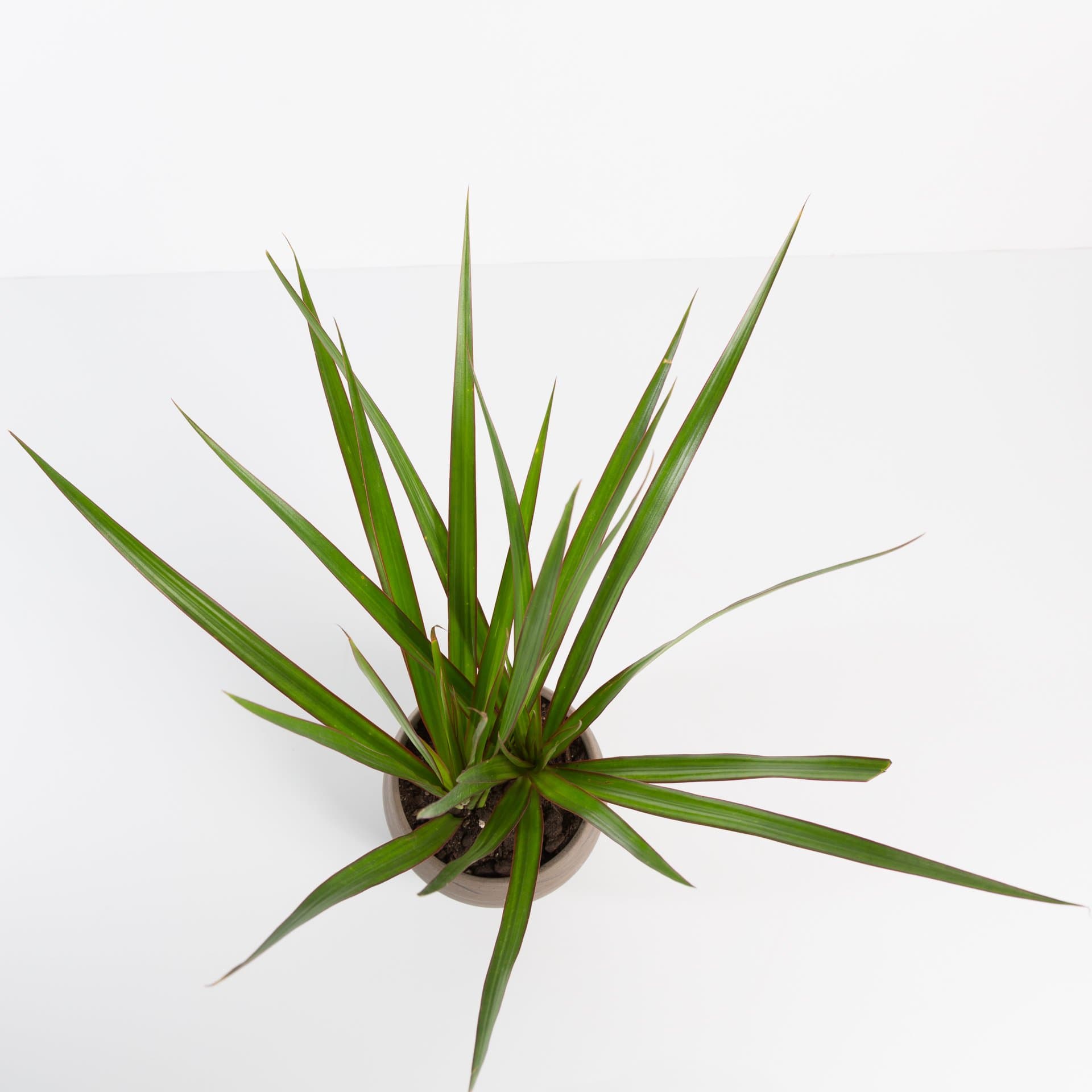Urban Sprouts Plant Dragon Tree 'Magenta'
