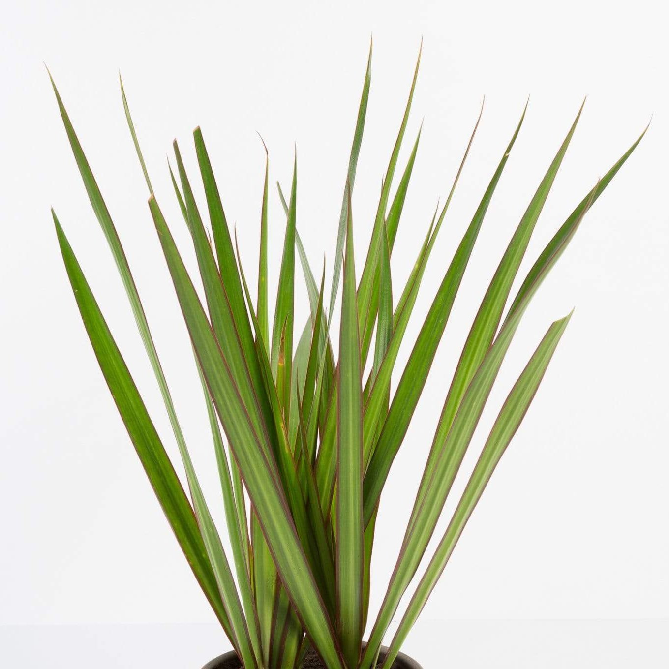 Urban Sprouts Plant Dragon Tree 'Magenta'