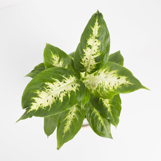 Urban Sprouts Plant Dumb Cane 'Camille'