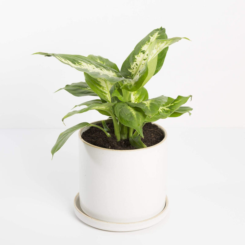Urban Sprouts Plant Dumb Cane 'Camille'