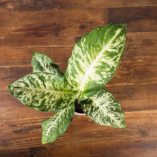 Urban Sprouts Plant Dumb Cane 'Compacta - Variegated'