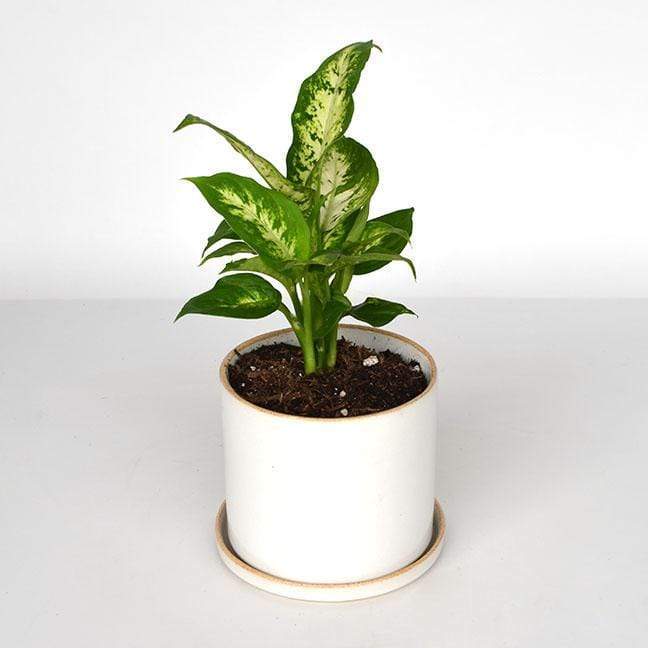 Urban Sprouts Plant Dumb Cane 'Exotica'