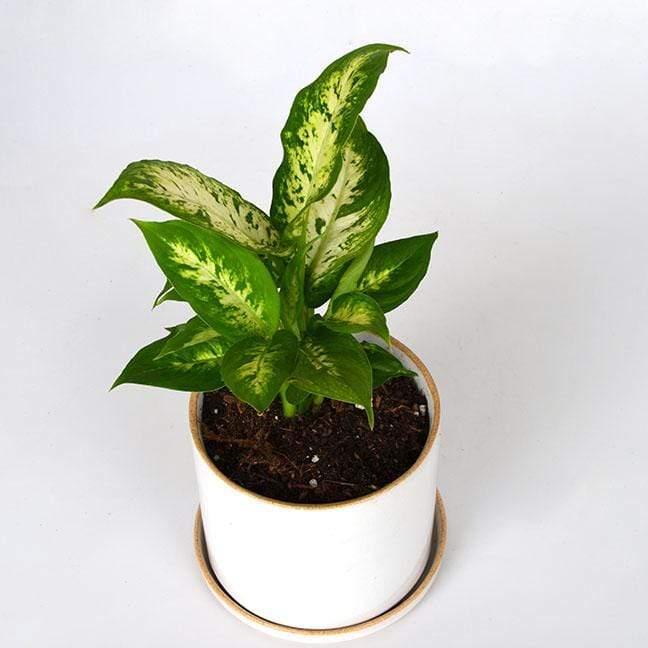 Urban Sprouts Plant Dumb Cane 'Exotica'
