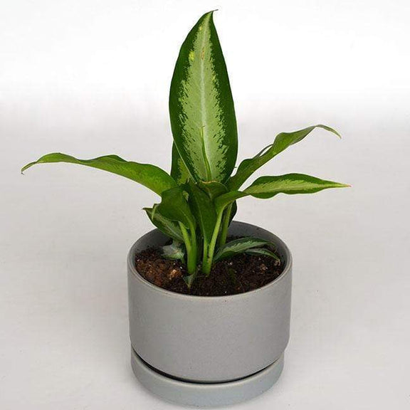 Urban Sprouts Plant Dumb Cane 'Panther'