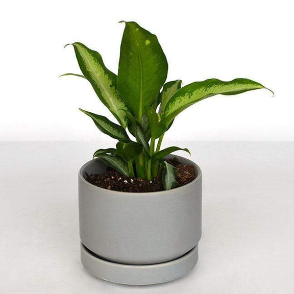 Urban Sprouts Plant Dumb Cane 'Panther'