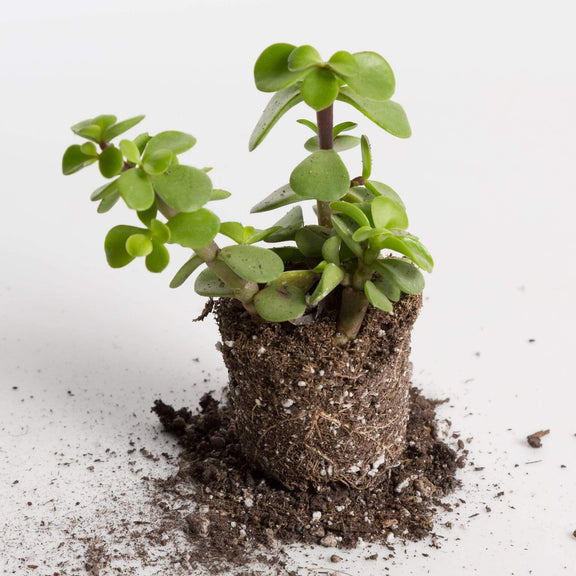 Urban Sprouts Plant Elephant Bush 'Mini Jade'
