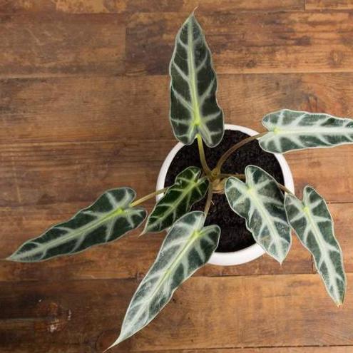 Elephant Ear 'Bambino' - Urban Sprouts