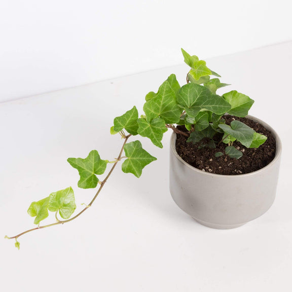 English Ivy- A Timeless Temperate Plant – Urban Sprouts