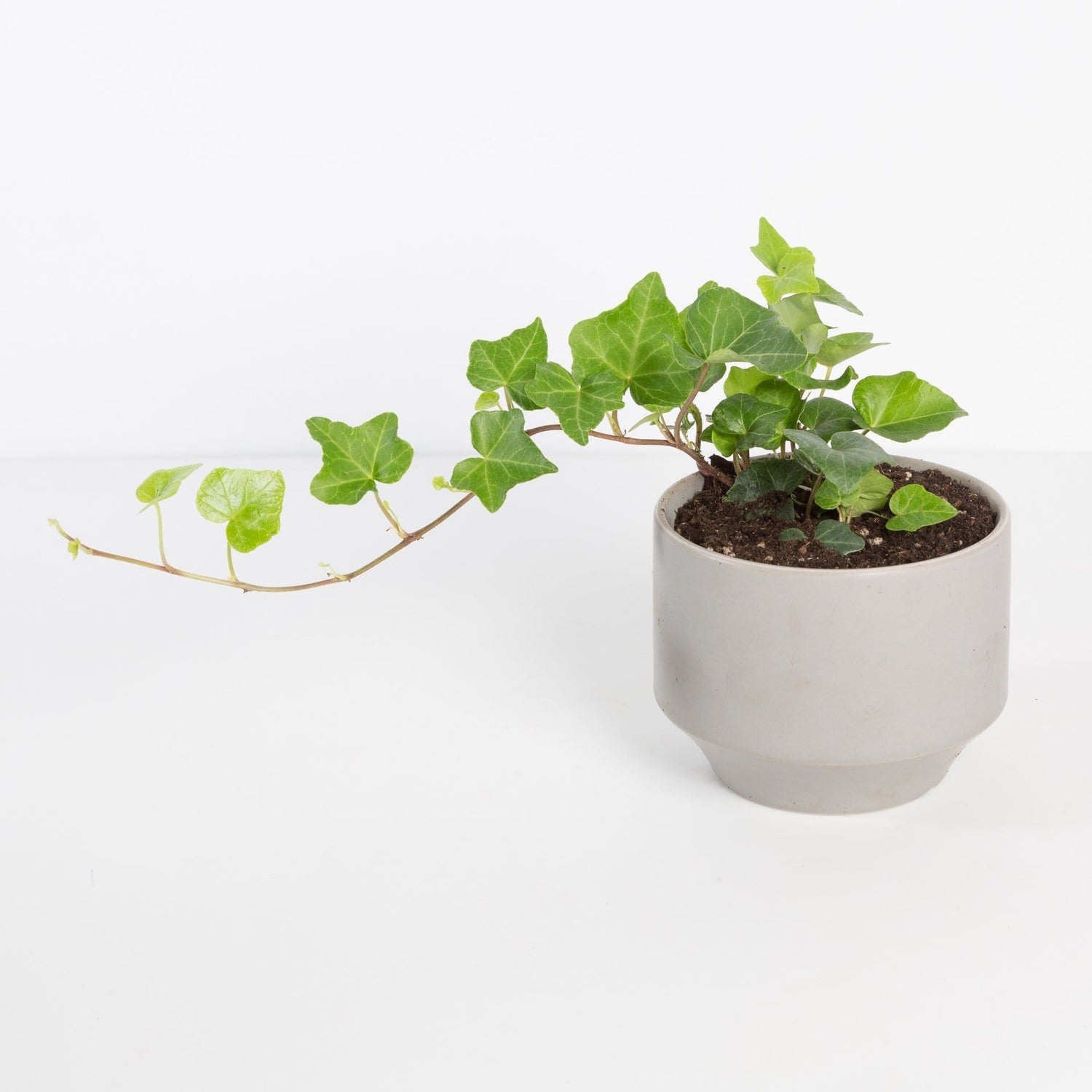 Urban Sprouts Plant English Ivy