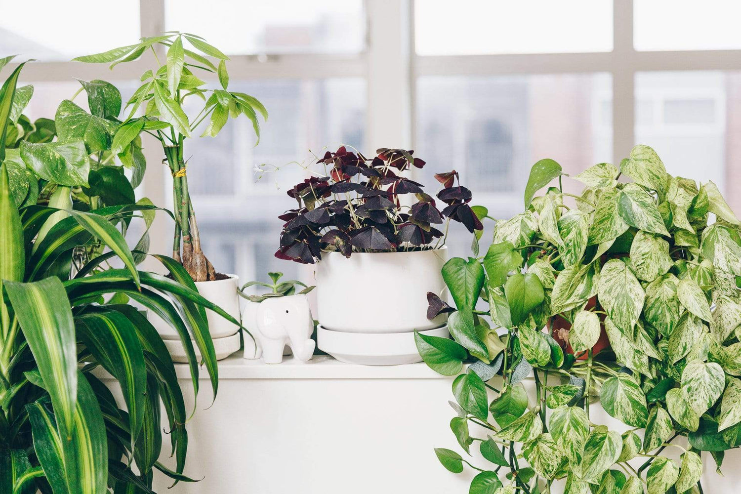 Urban Sprouts Plant False Shamrock 'Purple'