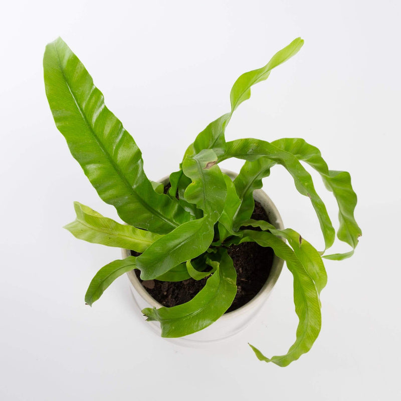 Urban Sprouts Plant Fern 'Bird's Nest - Crissie'