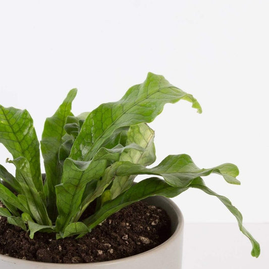 Urban Sprouts Plant Fern 'Crocodile'