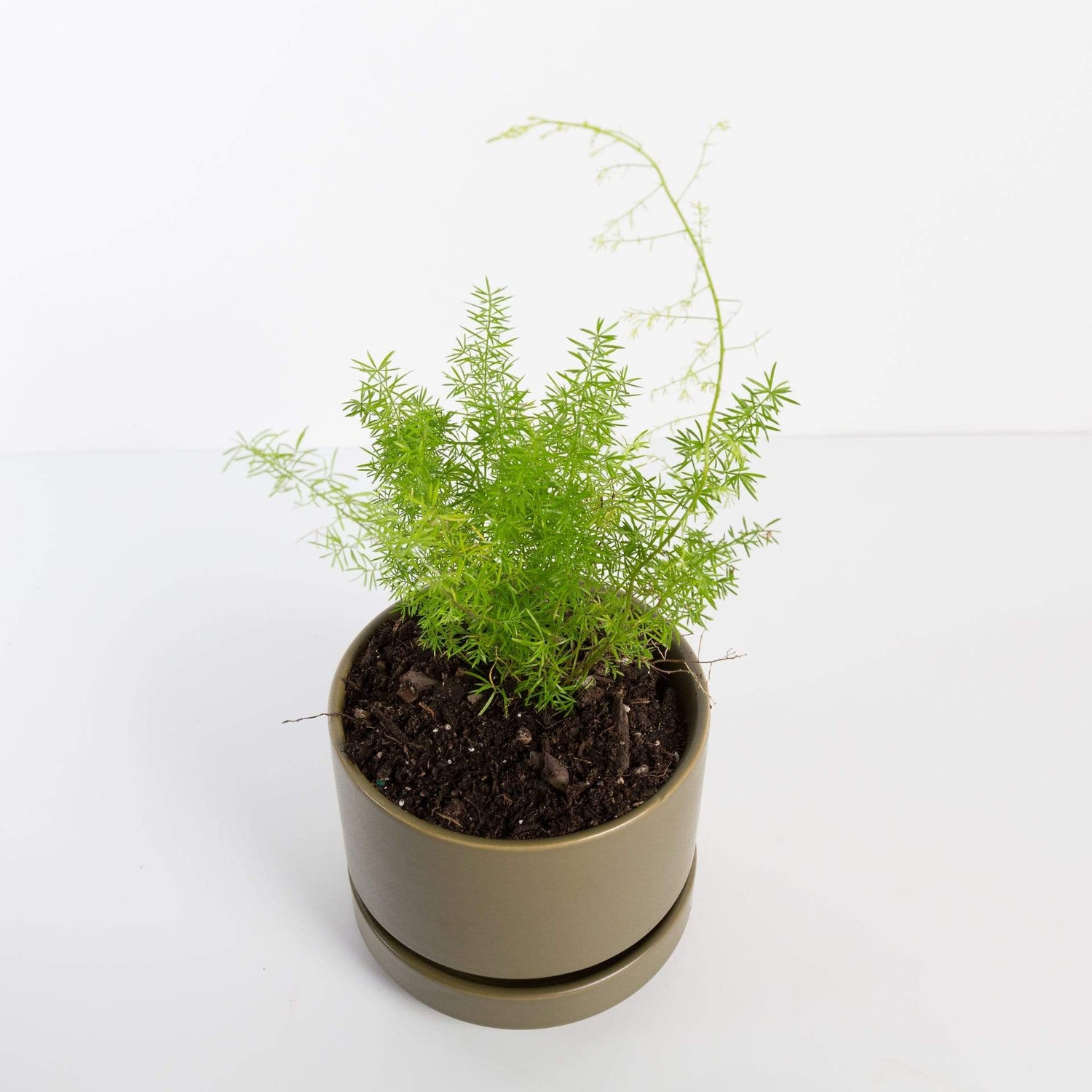 Urban Sprouts Plant Fern 'Foxtail'
