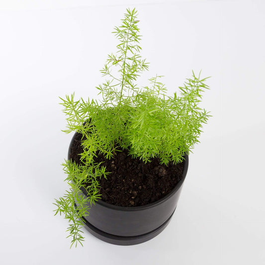 Urban Sprouts Plant Fern 'Foxtail'